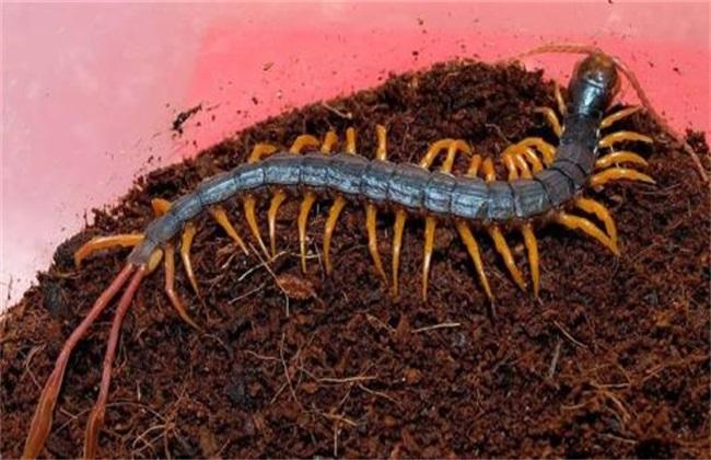常见的蜈蚣养殖方法
